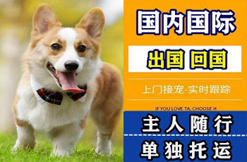 鸡西市宠物托运公司鸡西市宠物托运公司鸡西市宠物托运公司