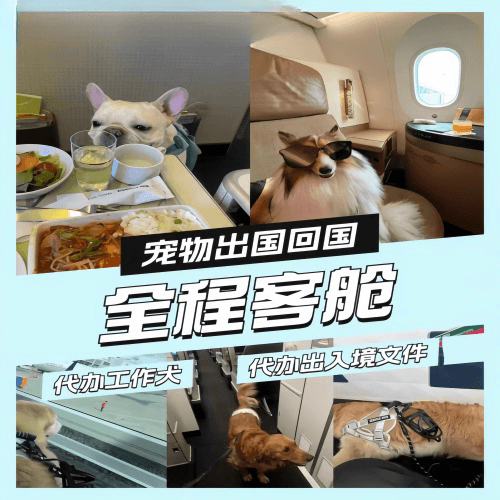 鸡西市宠物托运到白俄罗斯宠物入境规定和要求